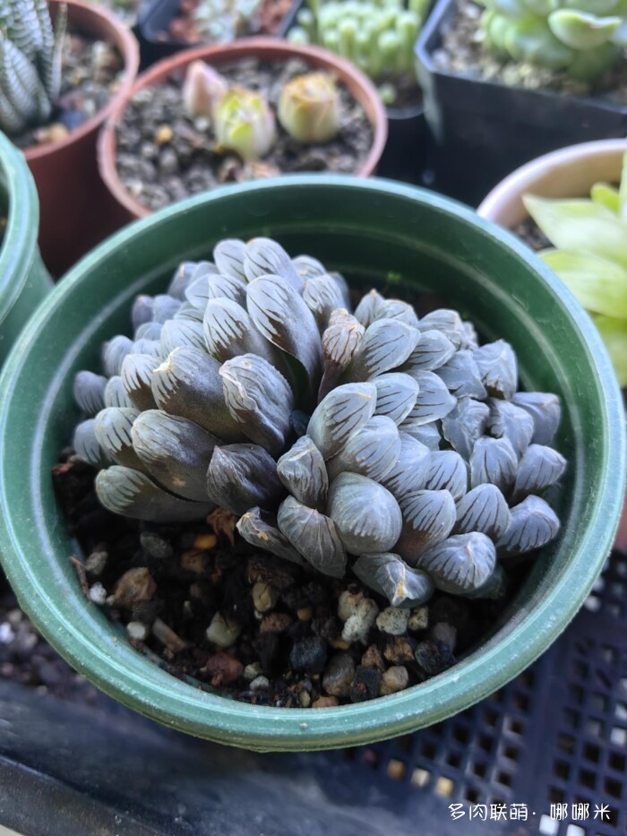 八月的多肉景天