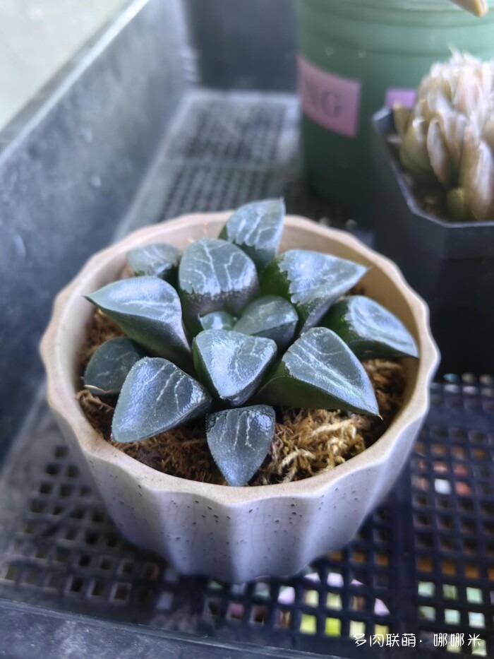 八月的多肉景天