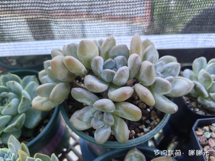 八月的多肉景天