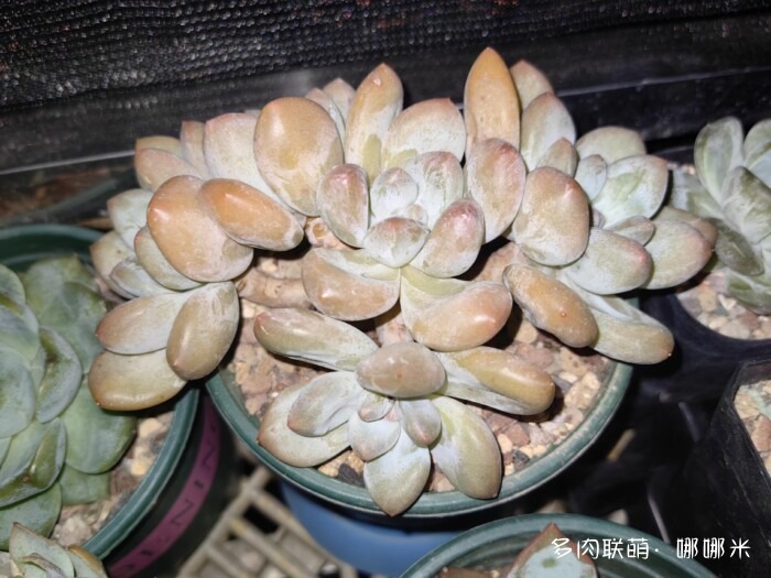 八月的多肉景天