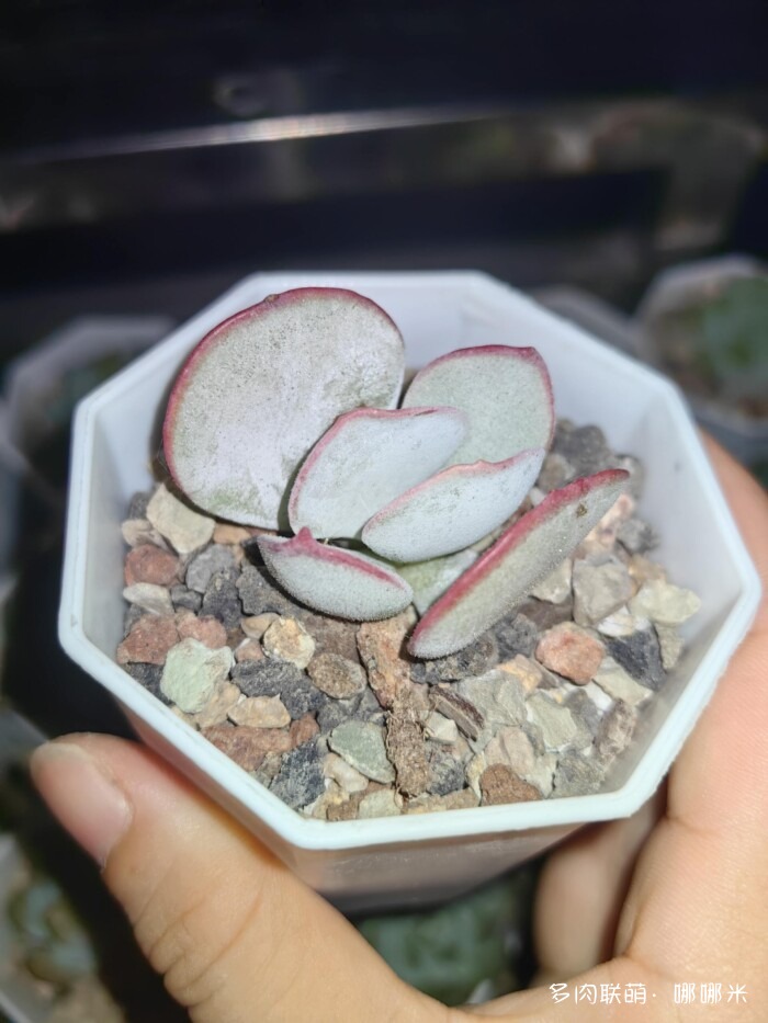 八月的多肉景天