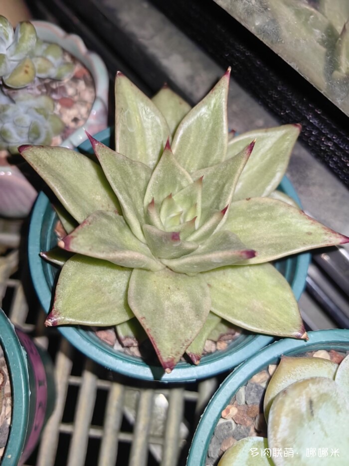 八月的多肉景天