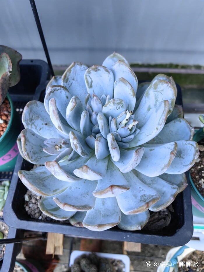八月的多肉景天