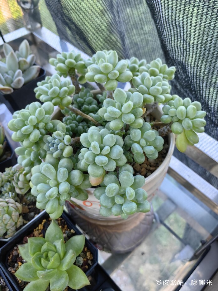 八月的多肉景天