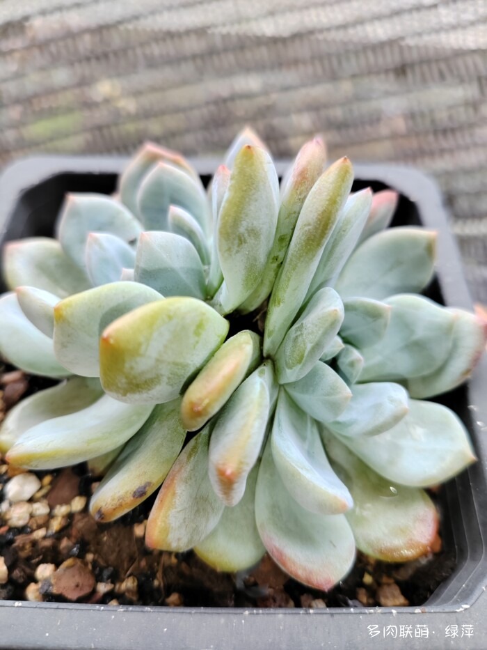夏天遮阳不遮雨的多肉