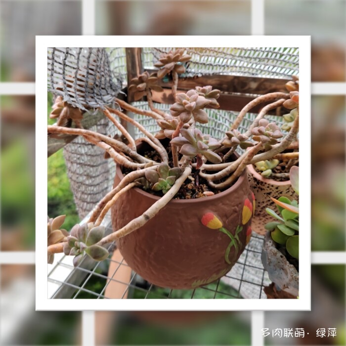 夏天遮阳不遮雨的多肉