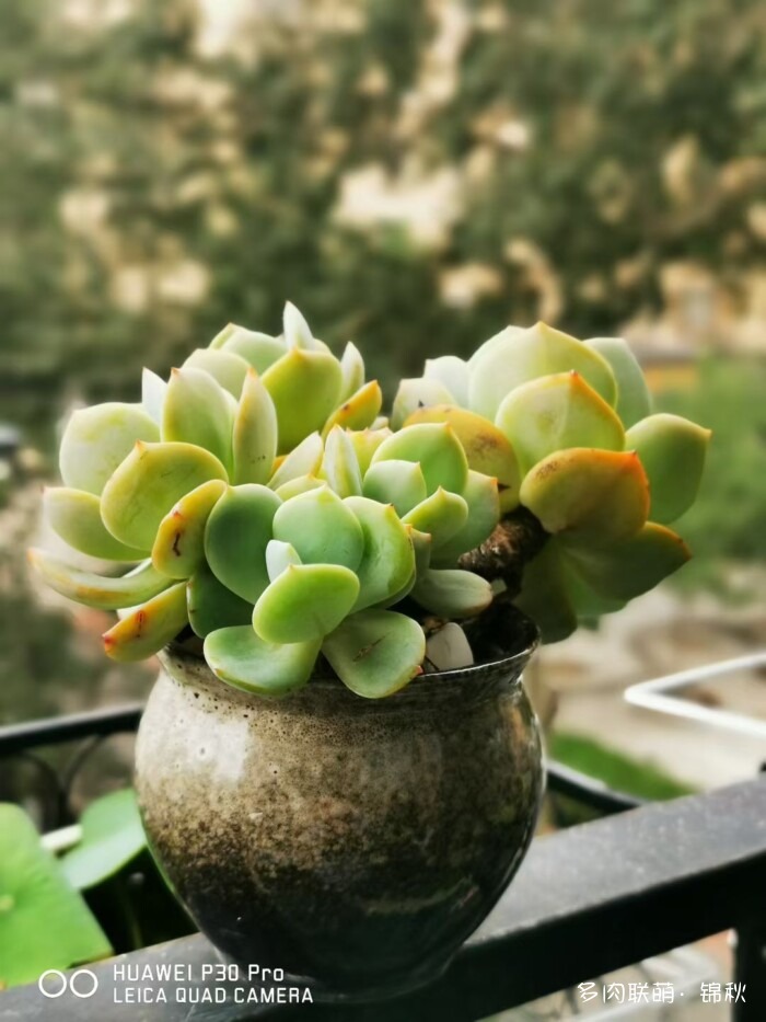 朋友圈好看的多肉