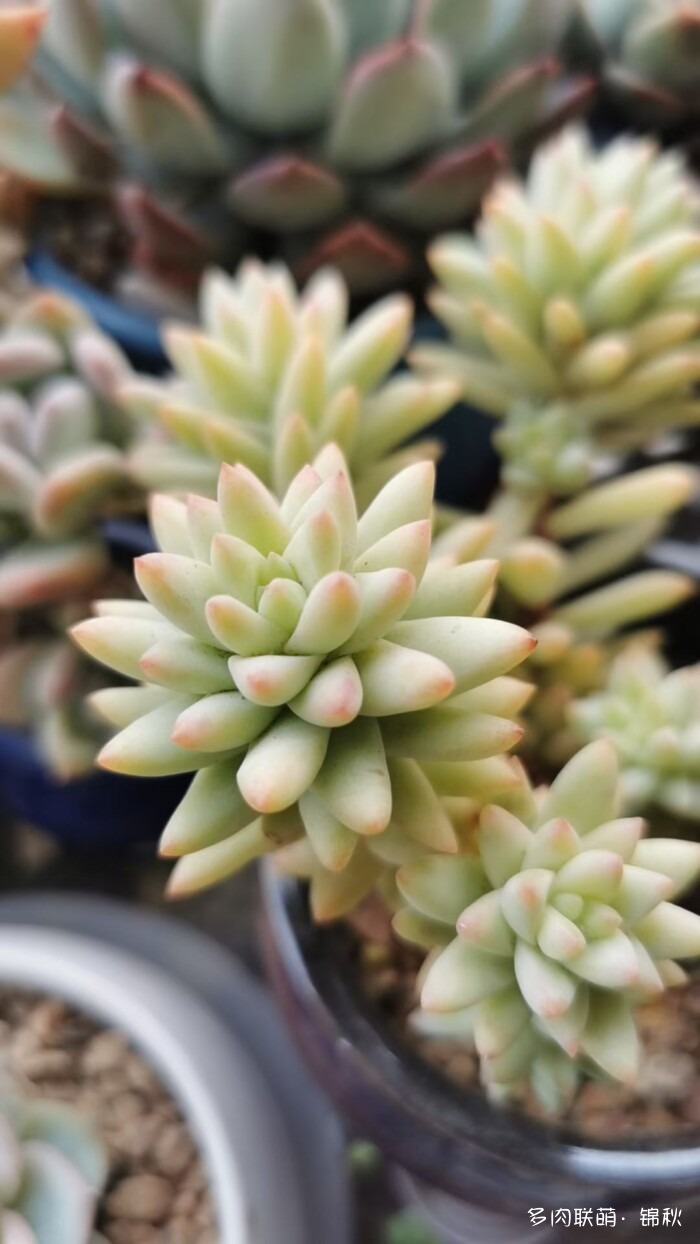 朋友圈好看的多肉