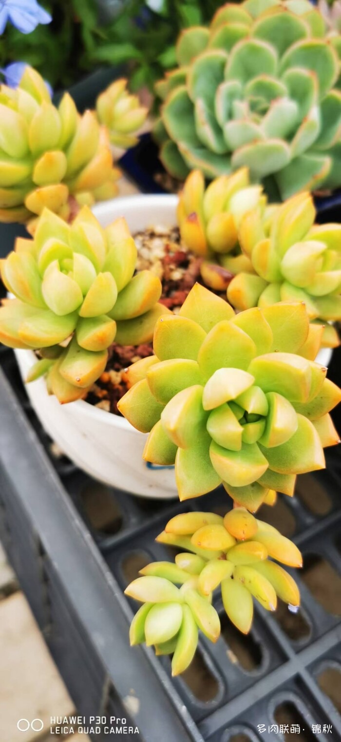 朋友圈好看的多肉