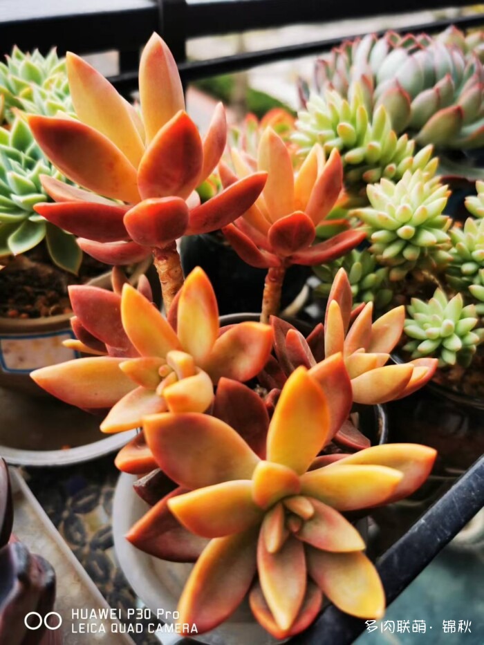 朋友圈好看的多肉