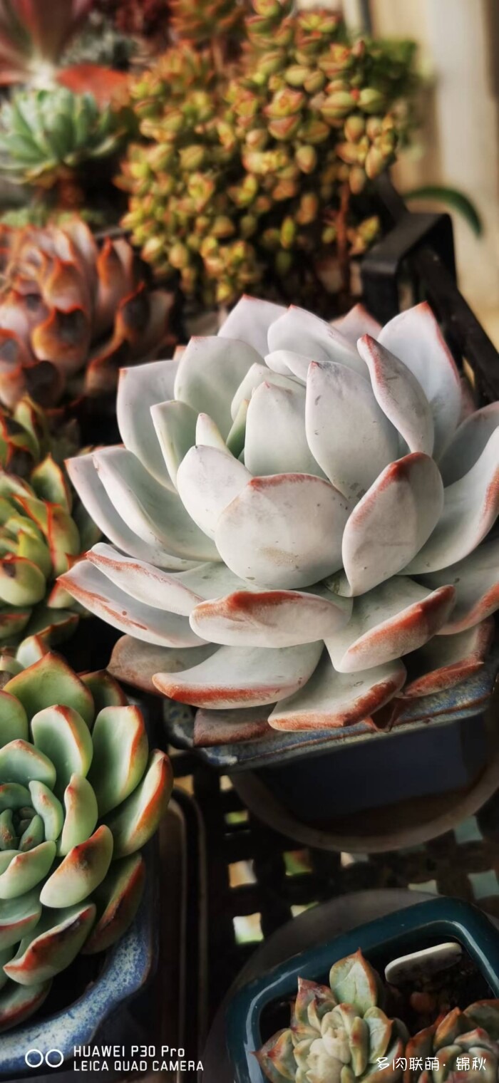 朋友圈好看的多肉