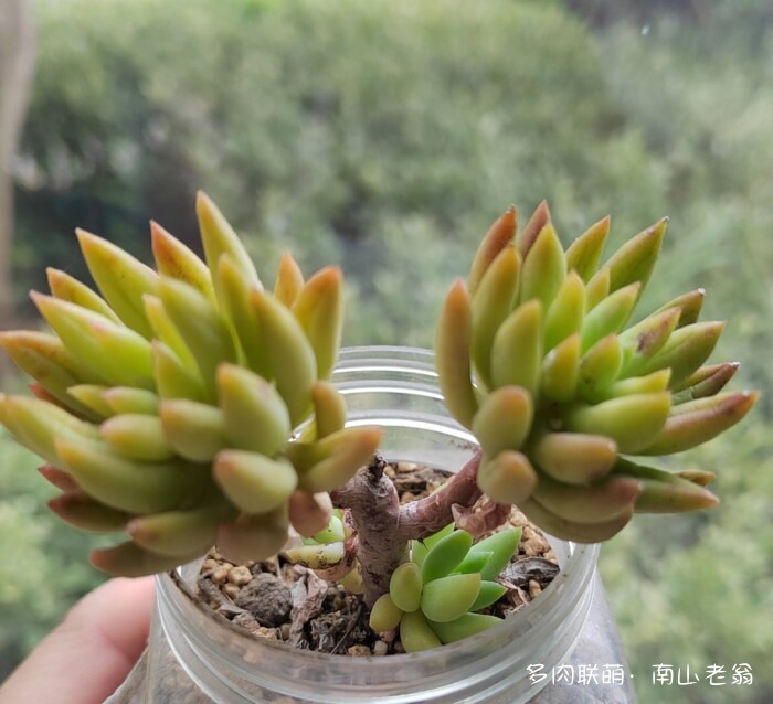 同事一起养的多肉