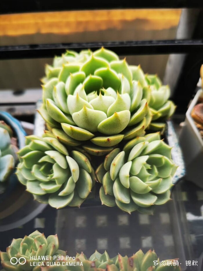 朋友圈好看的多肉