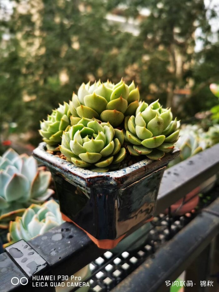朋友圈好看的多肉