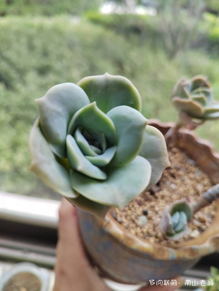 同事一起养的多肉