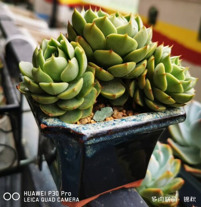 朋友圈好看的多肉