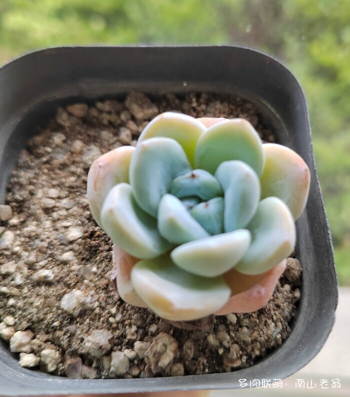 同事一起养的多肉