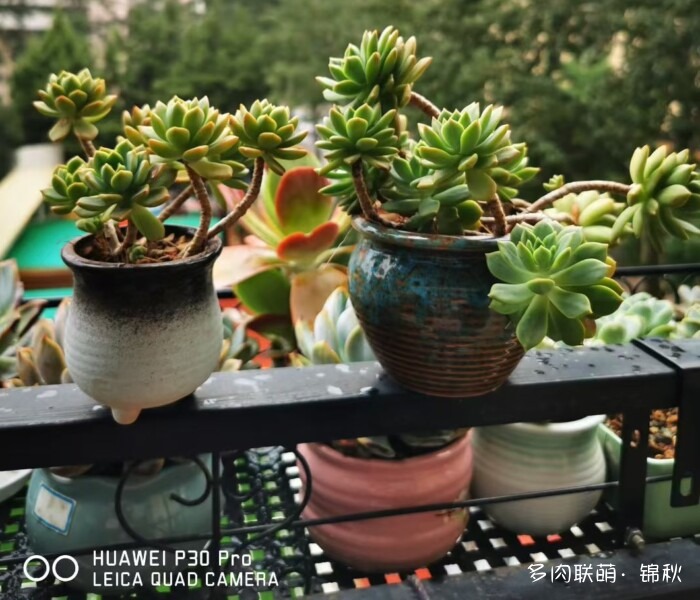 朋友圈好看的多肉