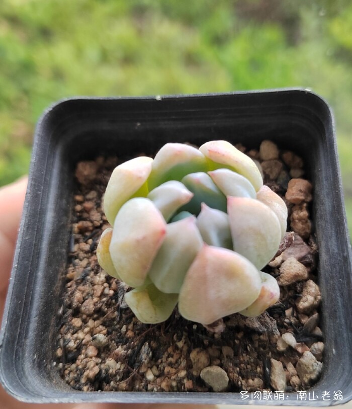 同事一起养的多肉