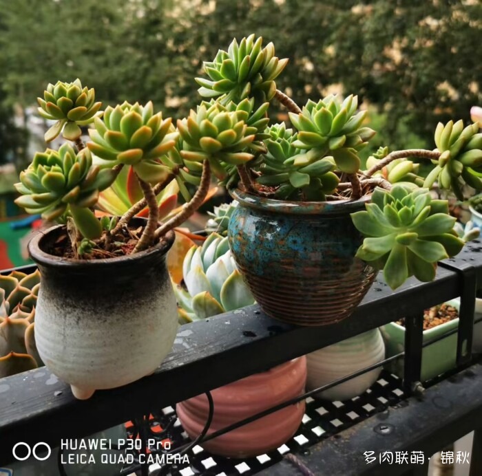 朋友圈好看的多肉