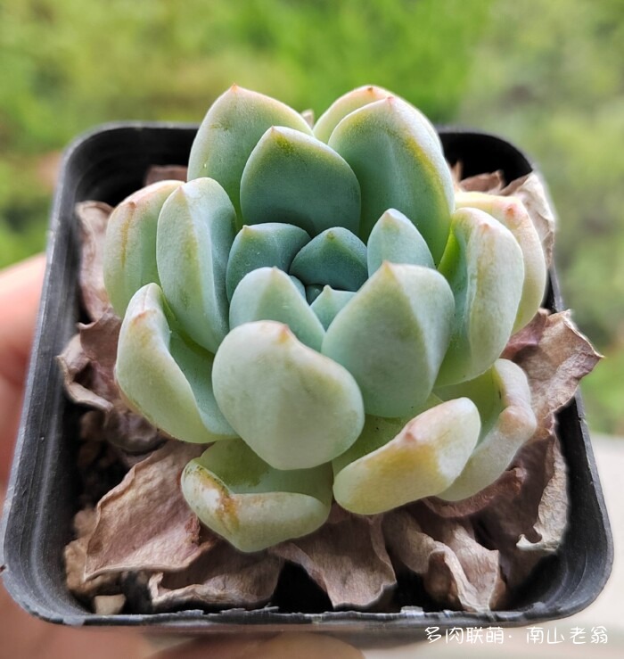 同事一起养的多肉