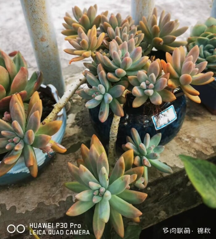 朋友圈好看的多肉