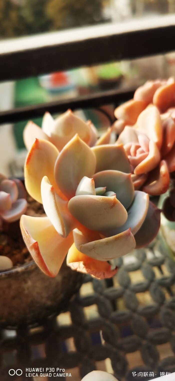 朋友圈好看的多肉