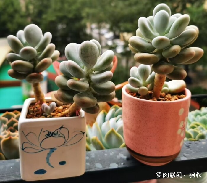 朋友圈好看的多肉