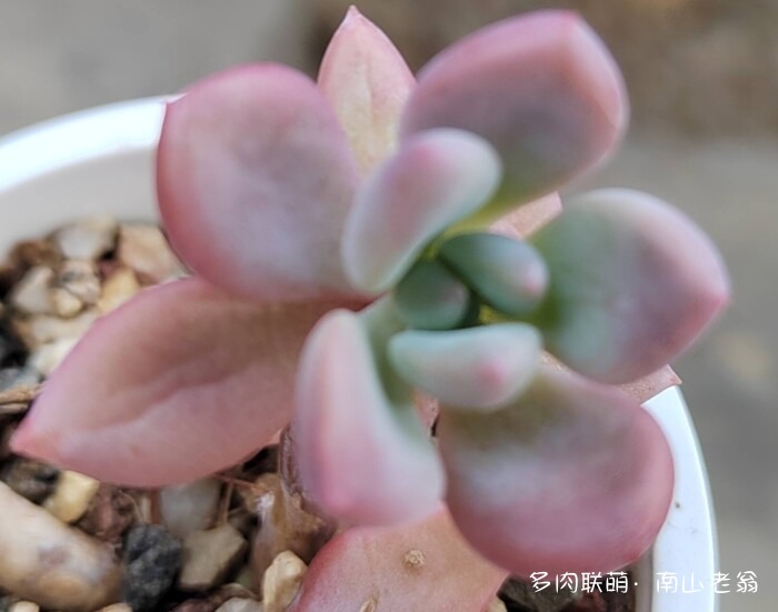 同事一起养的多肉