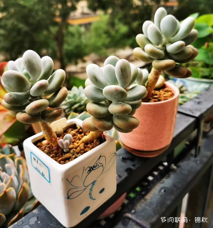 朋友圈好看的多肉
