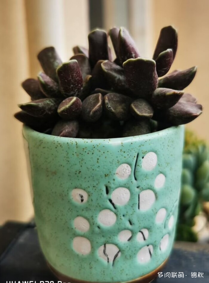 朋友圈好看的多肉