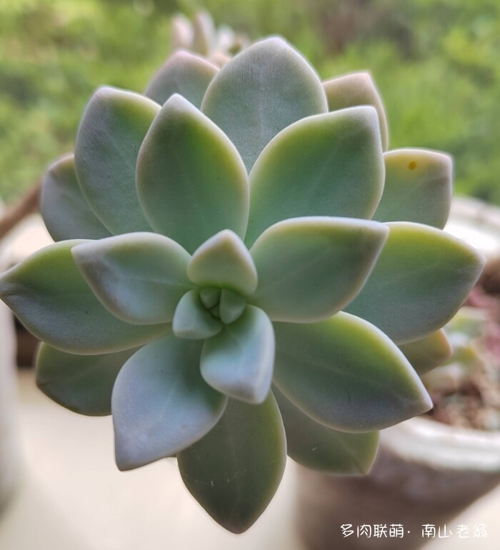 同事一起养的多肉