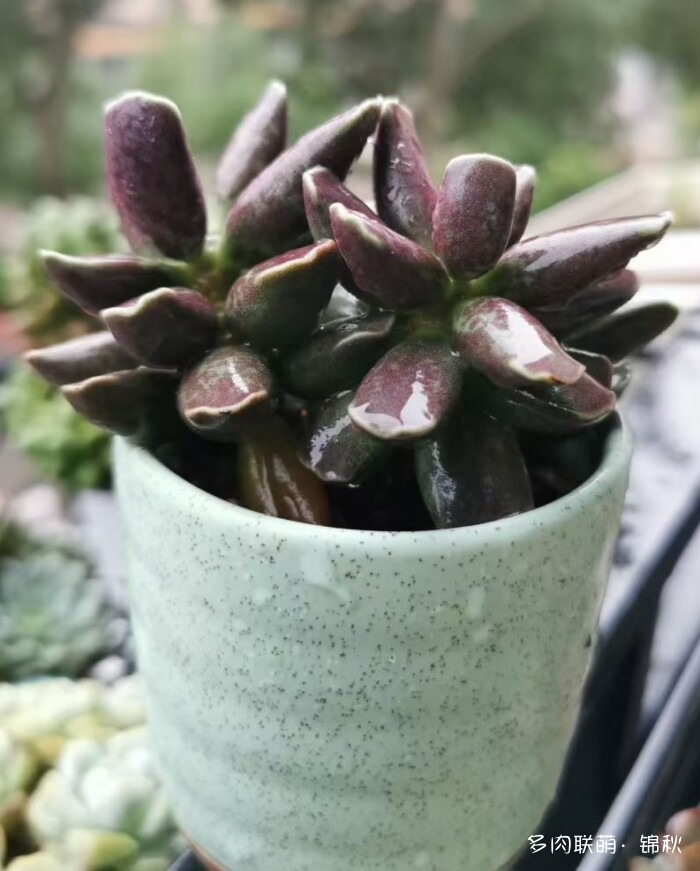 朋友圈好看的多肉