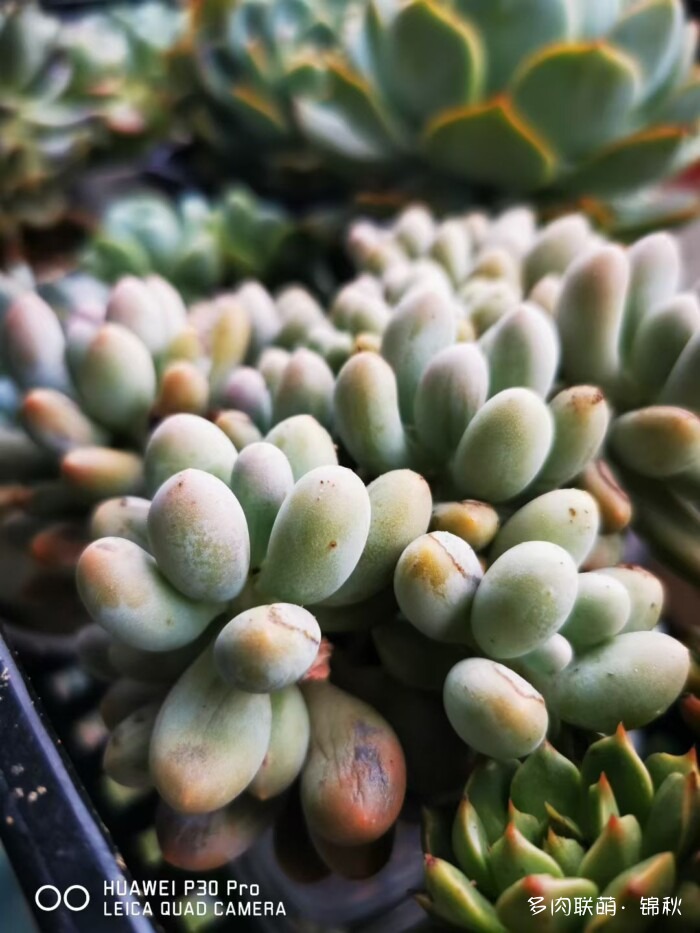 朋友圈好看的多肉