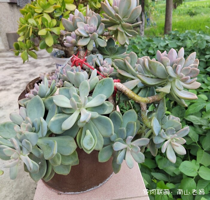 同事一起养的多肉