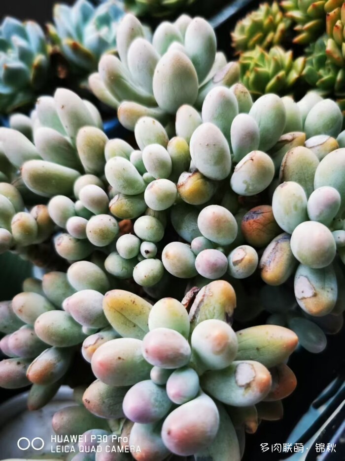 朋友圈好看的多肉