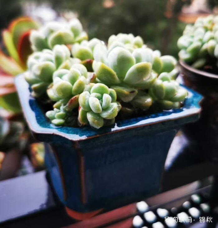 朋友圈好看的多肉