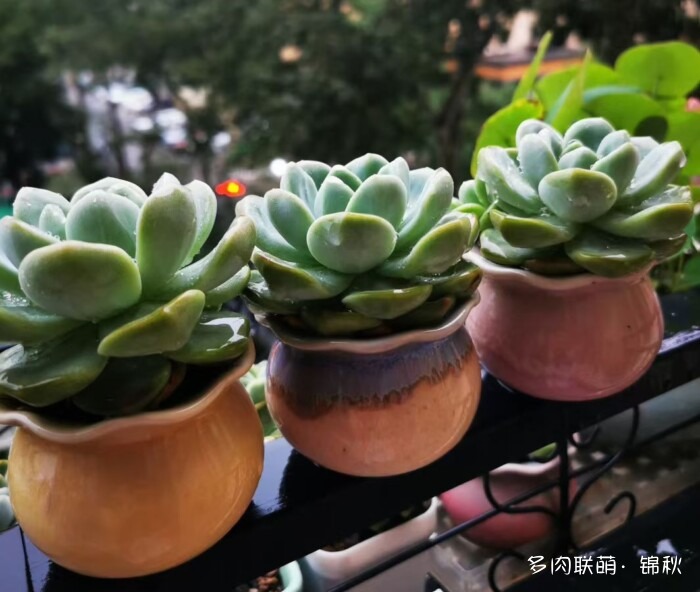 朋友圈好看的多肉