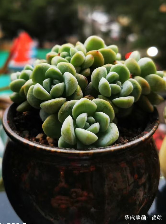 朋友圈好看的多肉