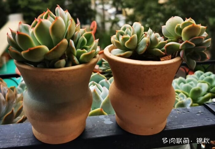 朋友圈好看的多肉