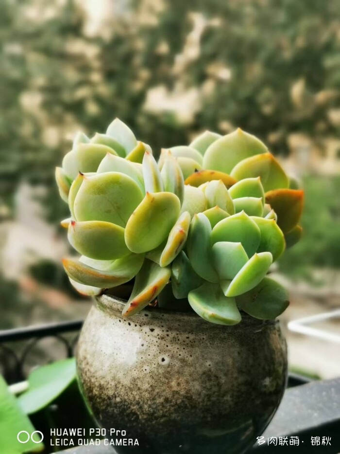 朋友圈好看的多肉