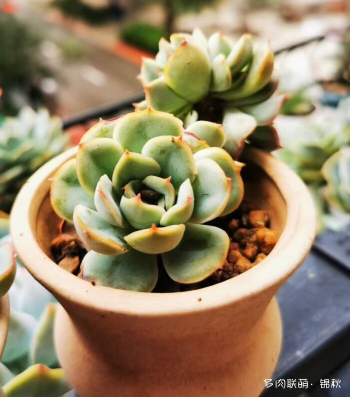 朋友圈好看的多肉