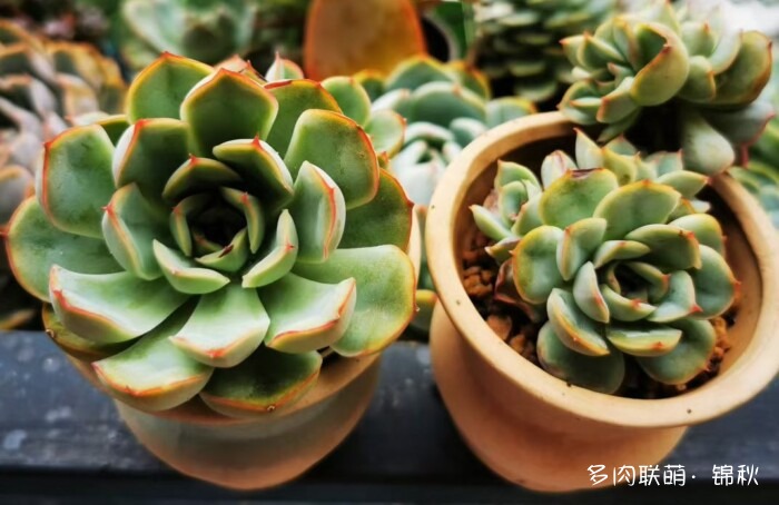 朋友圈好看的多肉