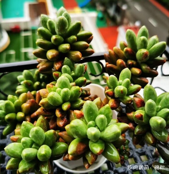 朋友圈好看的多肉