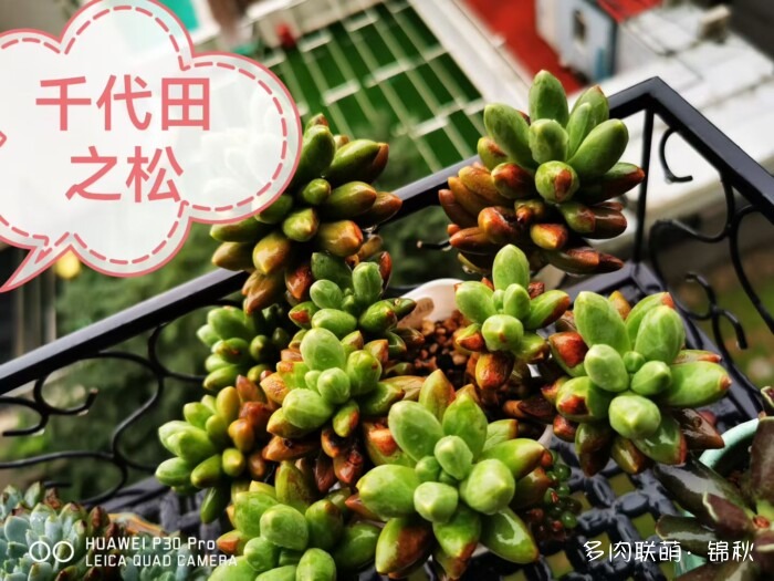 朋友圈好看的多肉