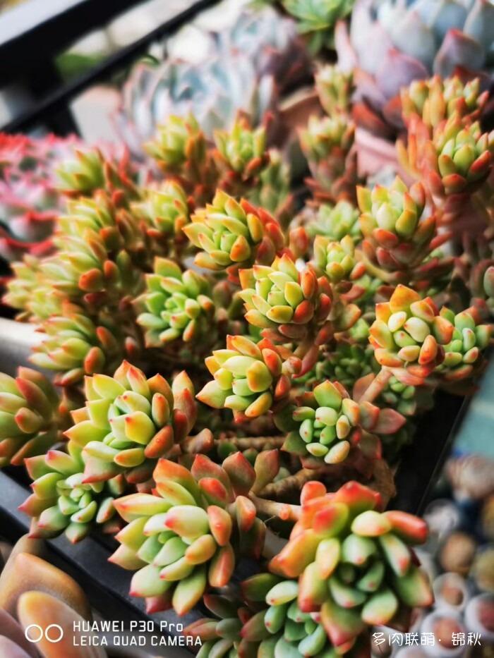朋友圈好看的多肉