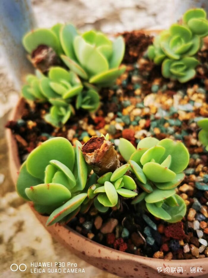 朋友圈好看的多肉