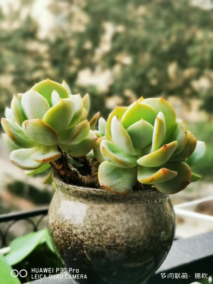朋友圈好看的多肉