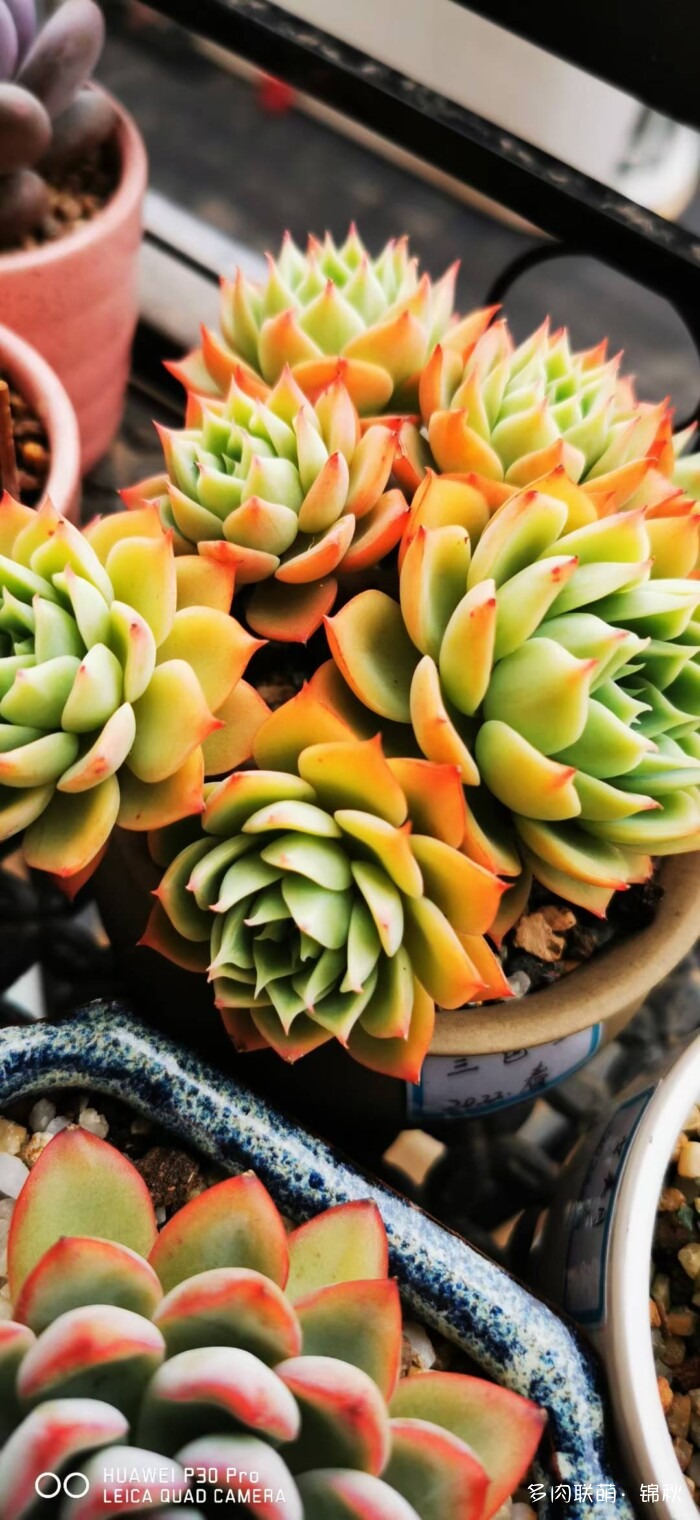 朋友圈好看的多肉