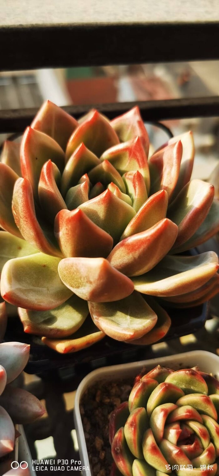 朋友圈好看的多肉